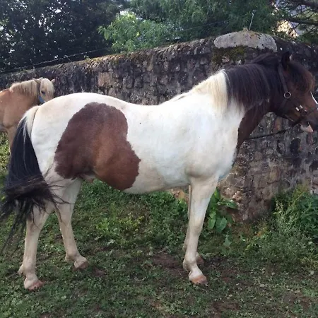 Holiday home Familial Restaure En Pleine Nature Avec Terrasse, Proche Foret, Ideal Pour Groupes Et Pmr - Fr-1-410-255 Chemire-en-Charnie