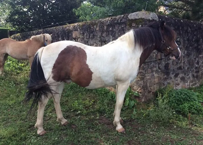 Tatil Evi Familial Restaure En Pleine Nature Avec Terrasse, Proche Foret, Ideal Pour Groupes Et Pmr - Fr-1-410-255 Chemiré-en-Charnie